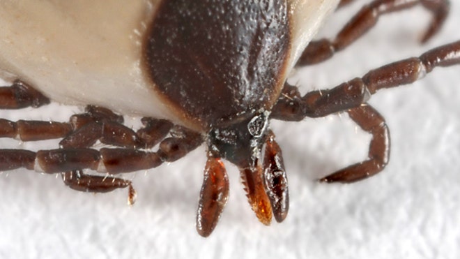 2. Prevent Parasites_Deer Tick